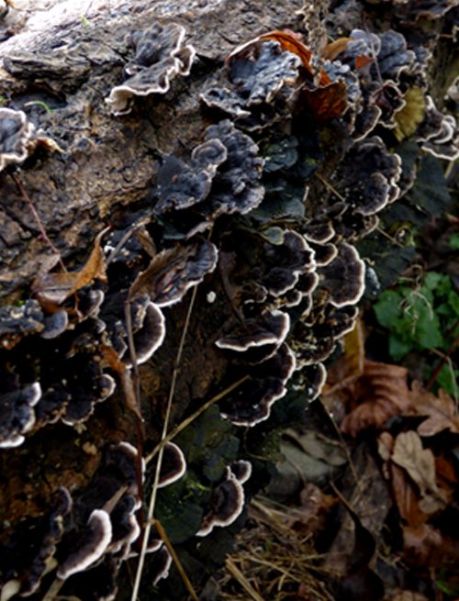 Dark purple-black brackets on fallen beech in the New Forest, Hampshire.
